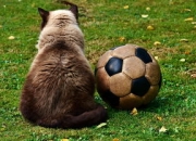 Kaiyuan Game Card-皇马力克里昂，贝尔扑点救主欧冠