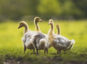 开云棋牌入口-沙漠玫瑰绽放圣西罗，斯通斯一锤定音，阿尔及利亚友谊赛力克AC米兰