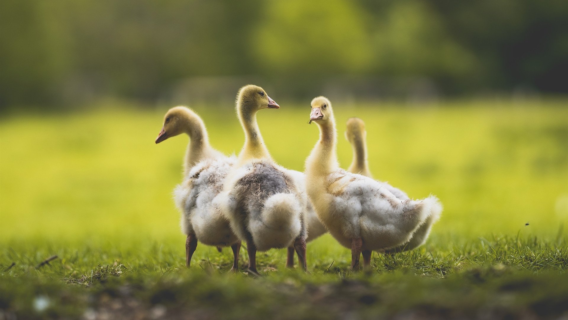 沙漠玫瑰绽放圣西罗，斯通斯一锤定音，阿尔及利亚友谊赛力克AC米兰